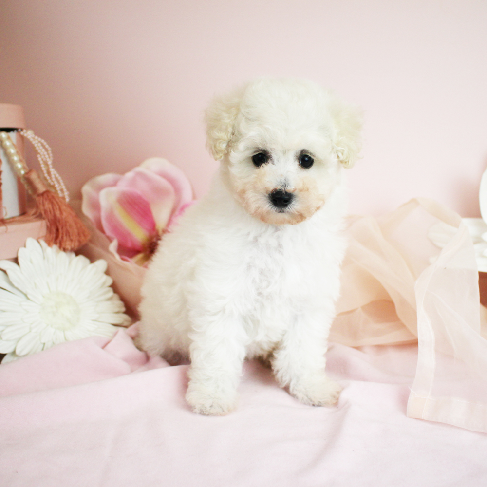 カコで生まれた子犬に名前が付きました♪